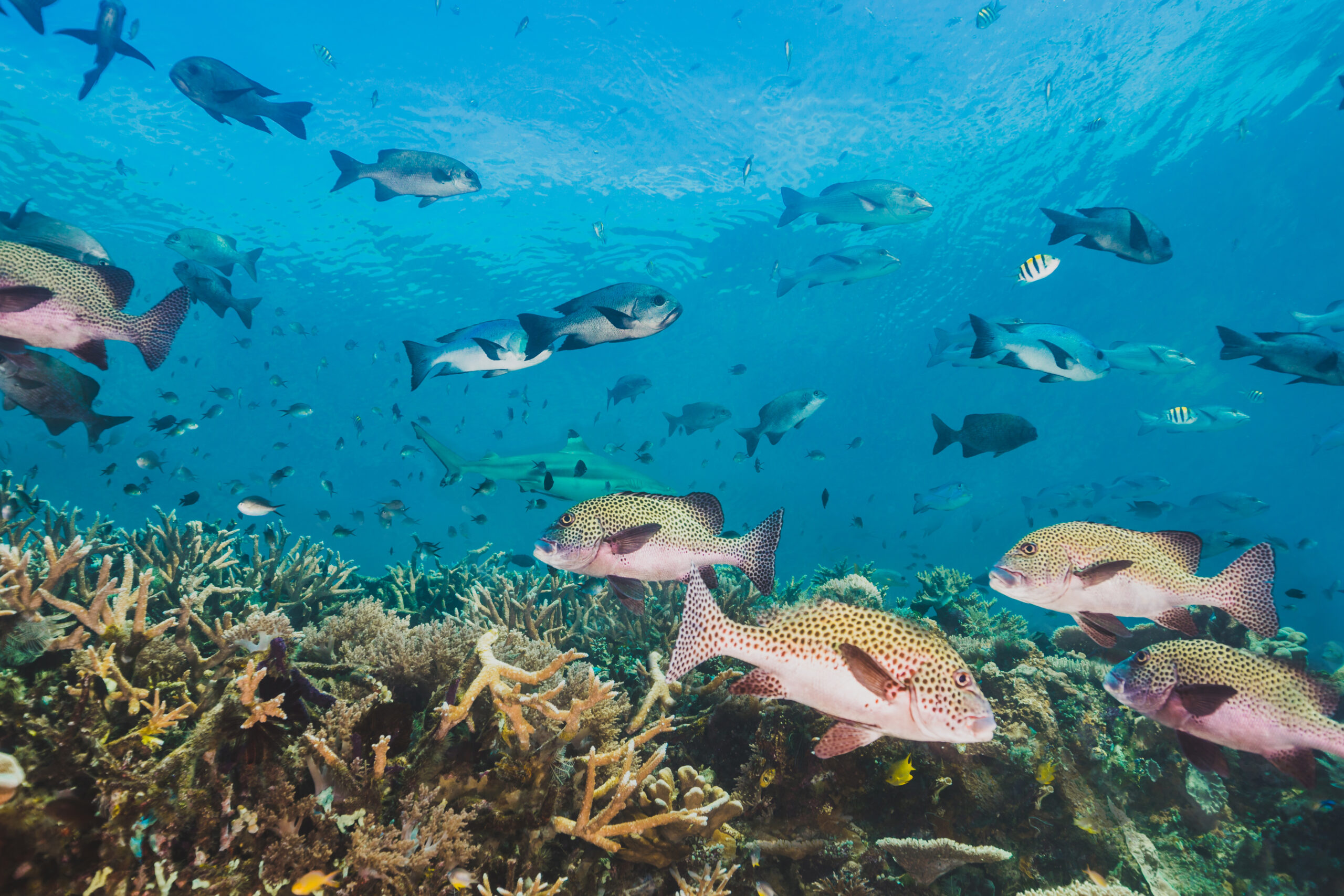 Kehidupan Bawah Laut